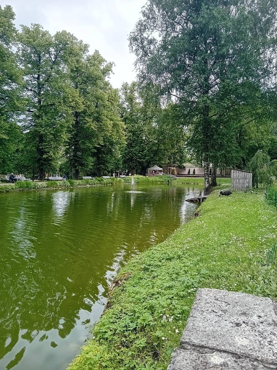 Black Swans and Ducks