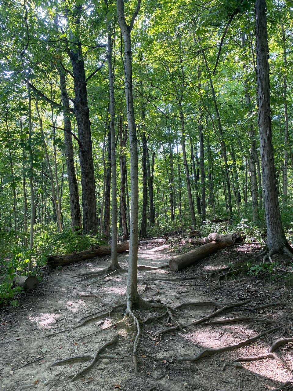 Clifton Gorge State Nature Preserve