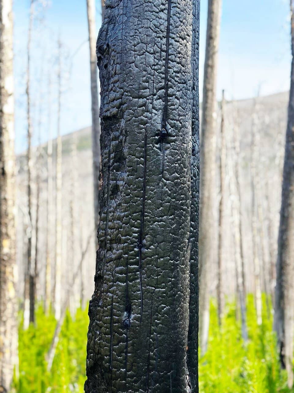 Waterton Lake Cruise
