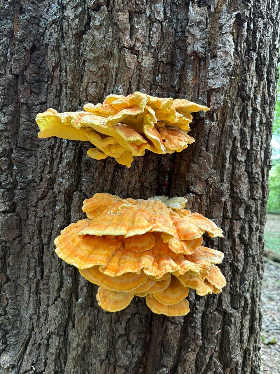White Wisteria Arches