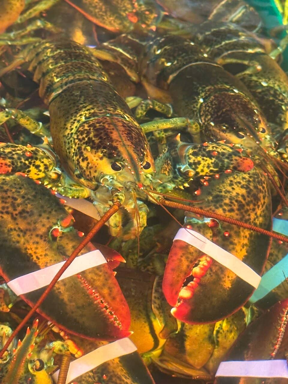 Family-Owned Coastal Tradition