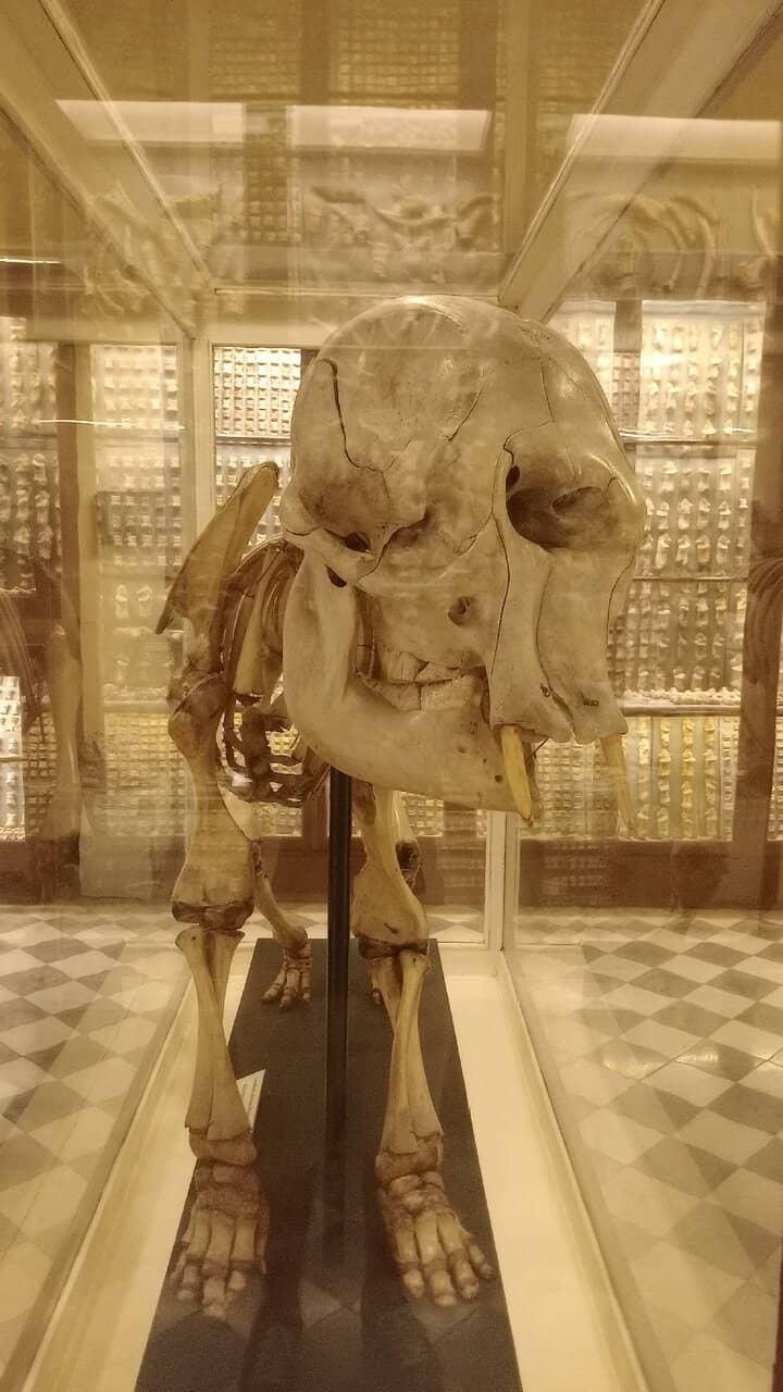 The Prehistoric Cave