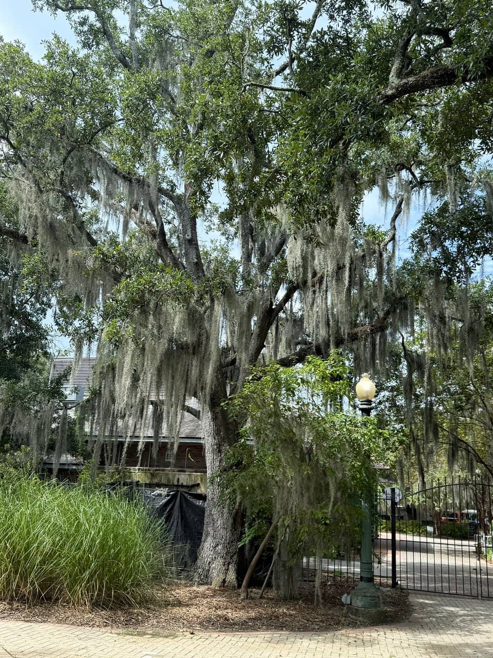 Grand Live Oaks