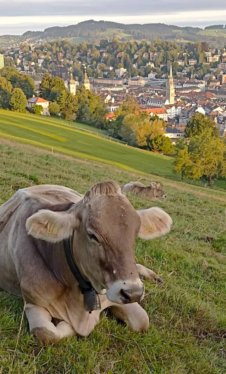 Summer Swimming Oasis