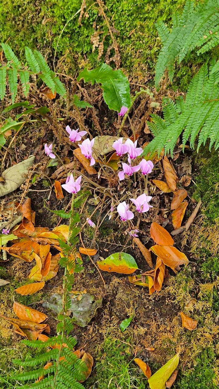 Docton Mill Tea Room