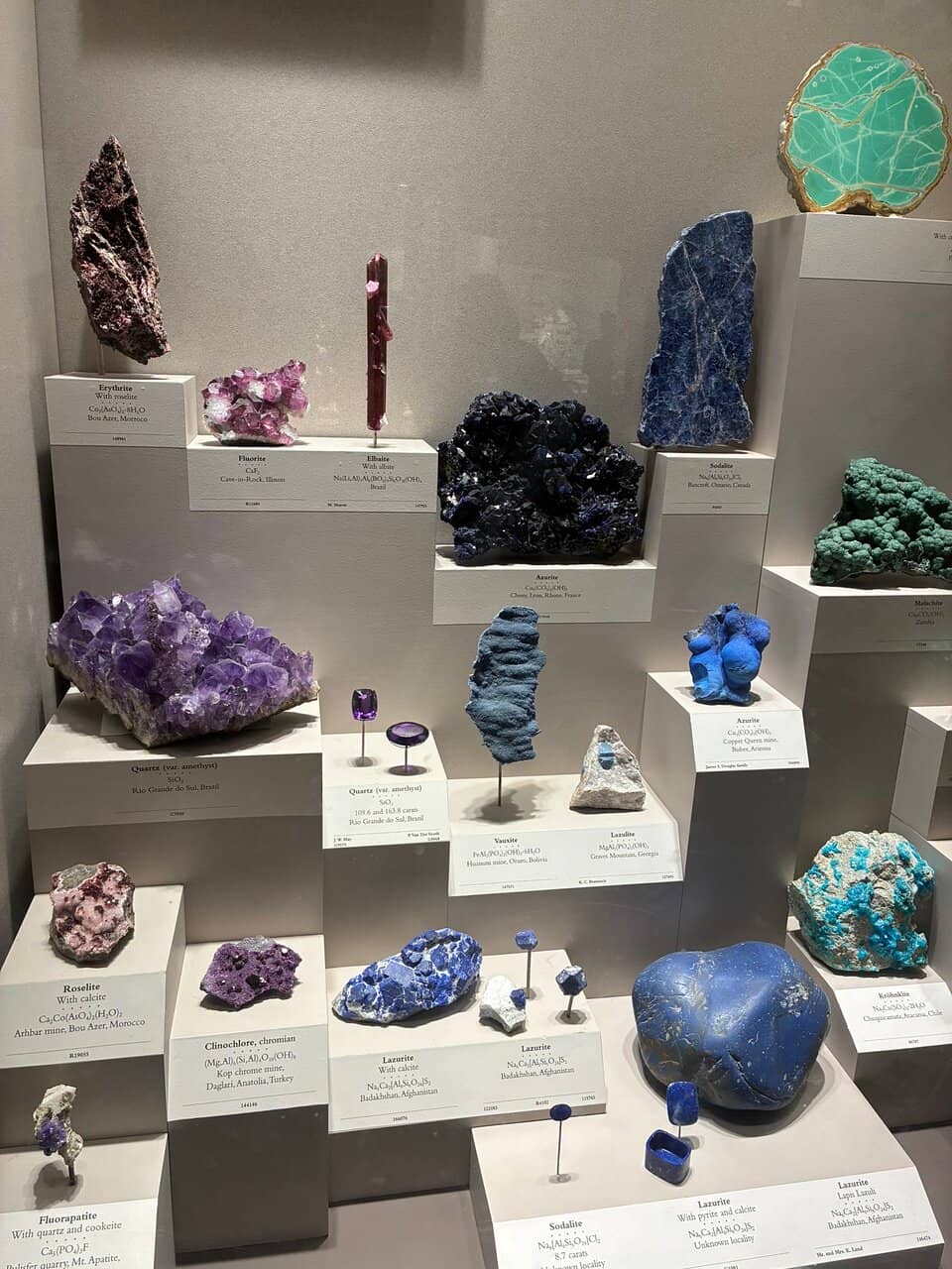 19th Century Taxidermy