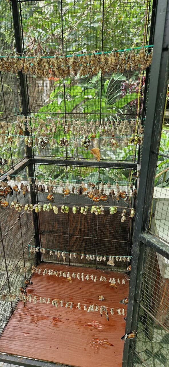 Butterfly Flight Aviary