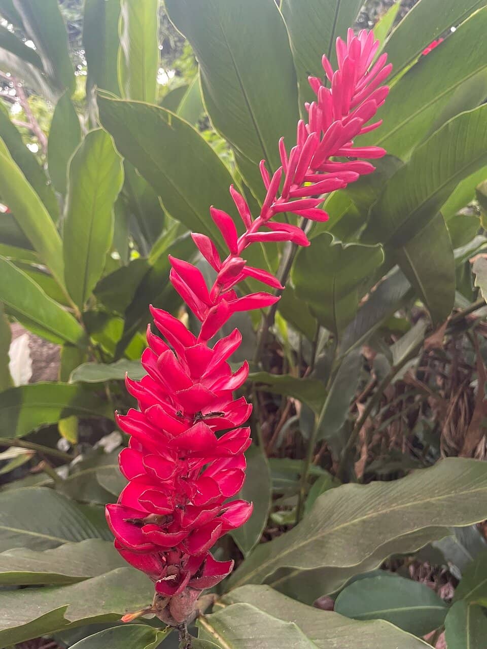 Tasting Exotic Fruits