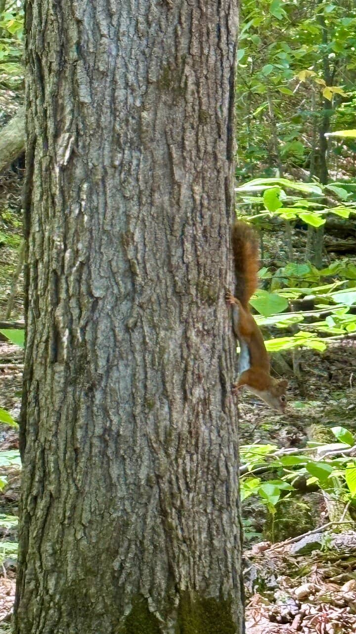 Mackenzie King Estate