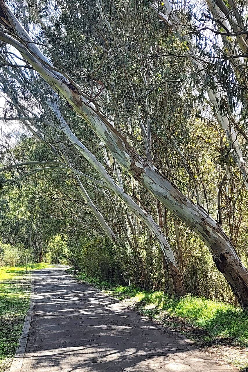 Accessible Walking Tracks