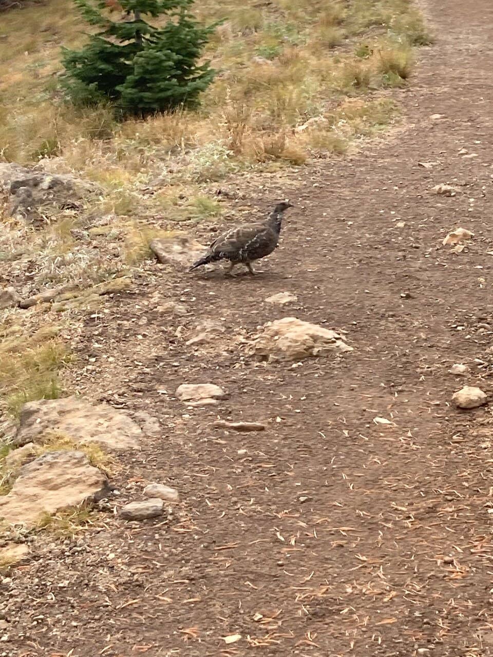 The Steepest Gondola Ride