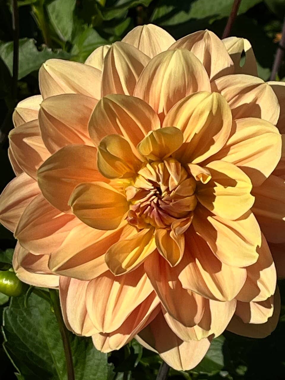 Historic Lodge & Library