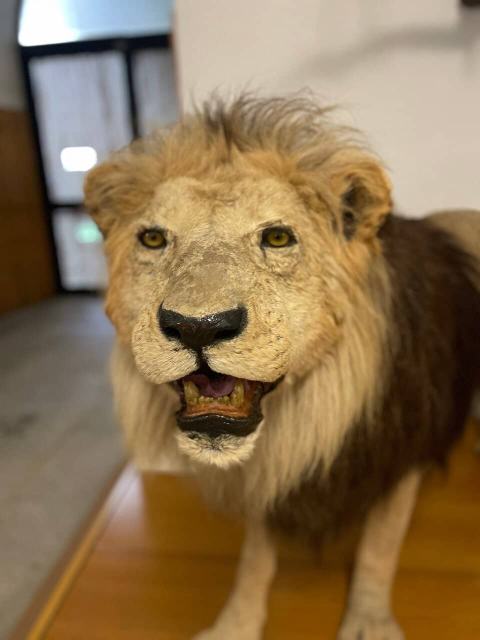 Taxidermy Collection