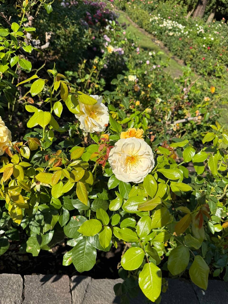 The Central Fountain