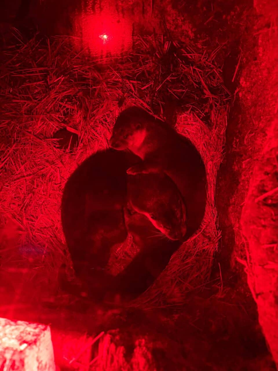 Otter Feeding Frenzy