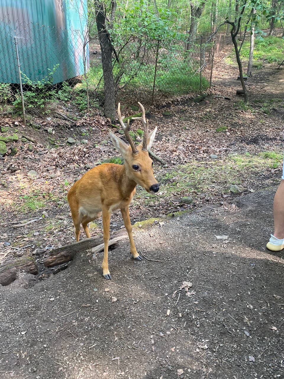 Deer and Small Mammals