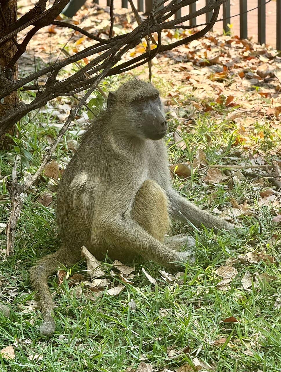 Upper Zambezi River Cruise