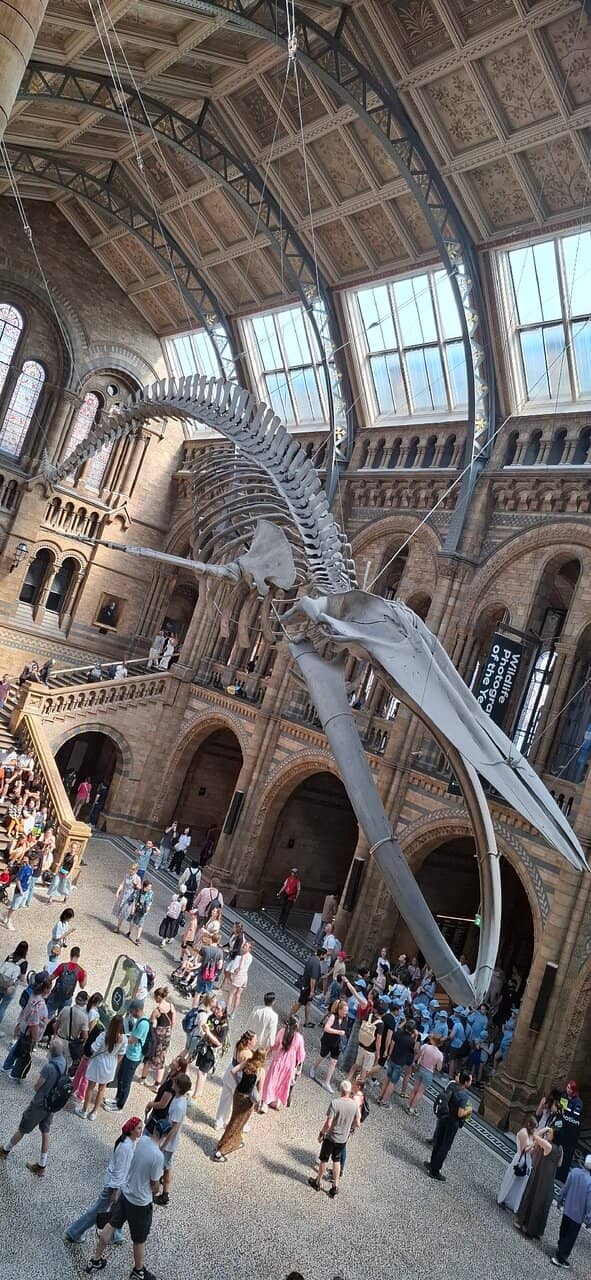 Megalodon Teeth & Jaw