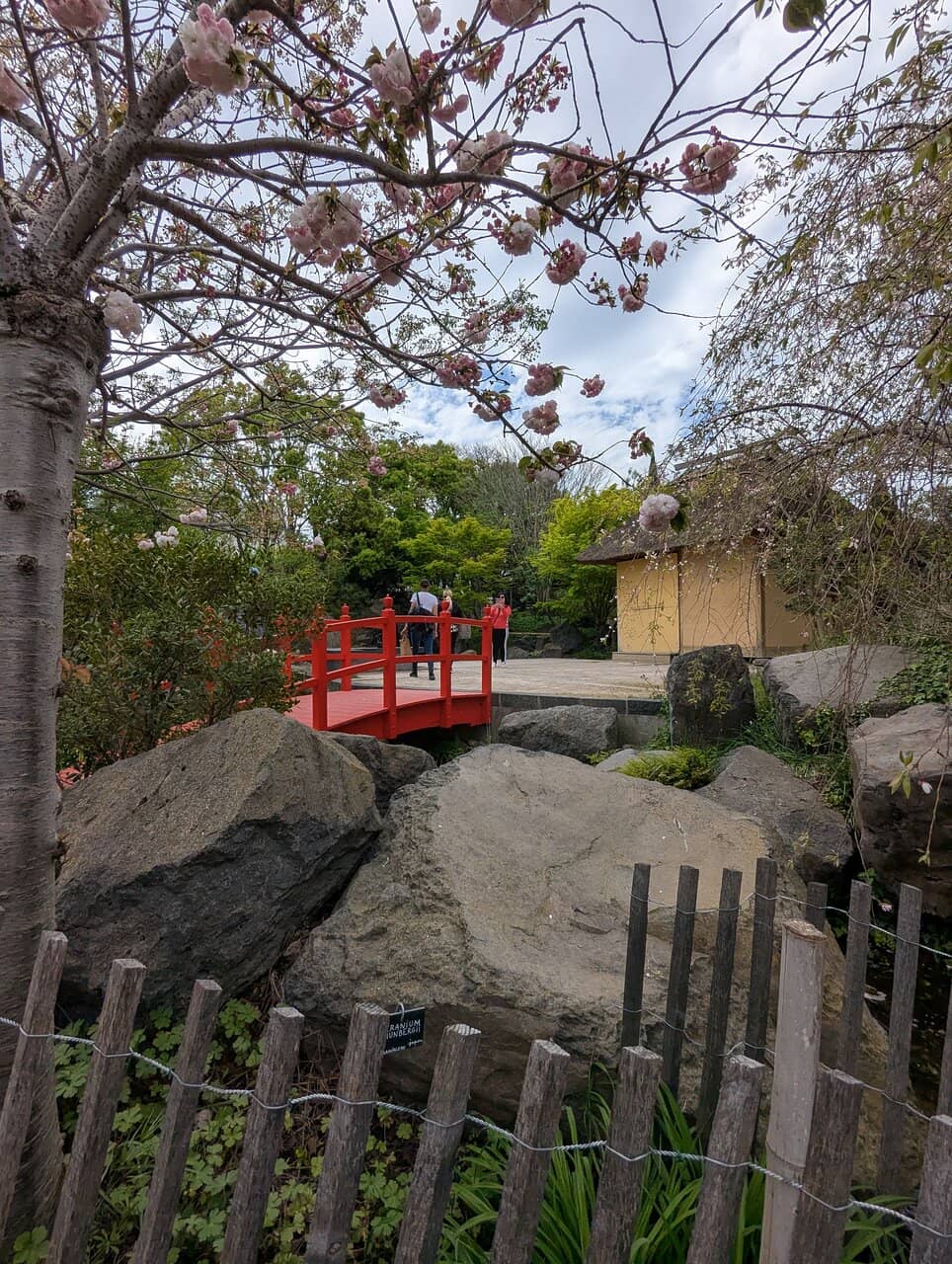 Exquisite Specimen Trees