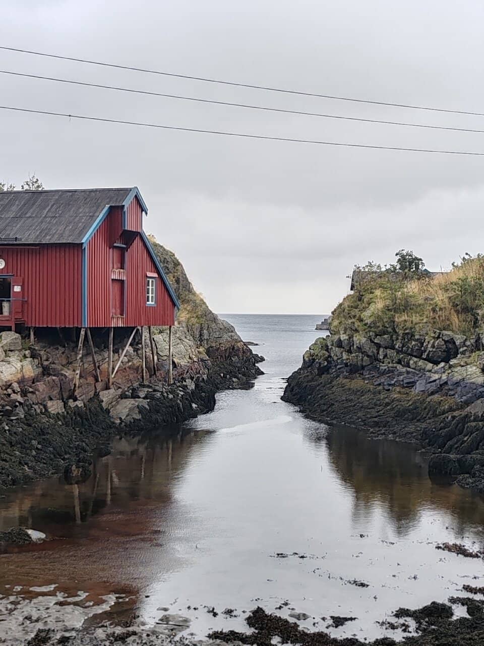 Cod Liver Oil Experience