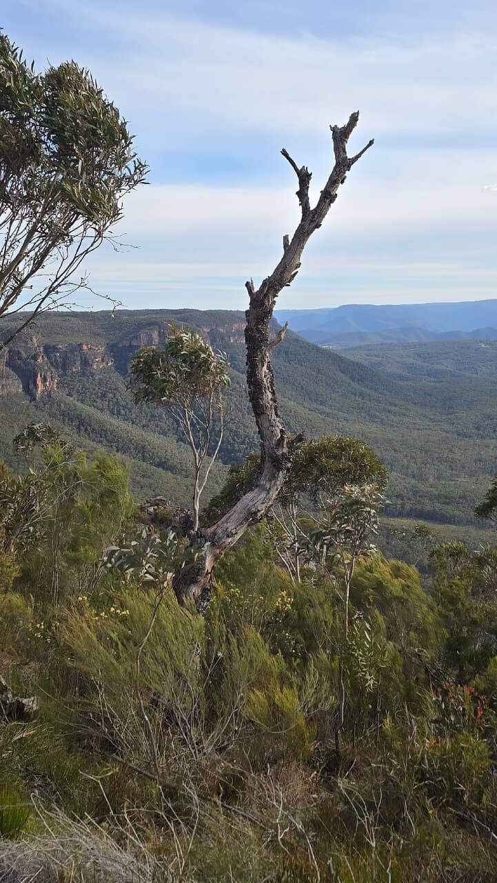 Jamison Valley Panorama