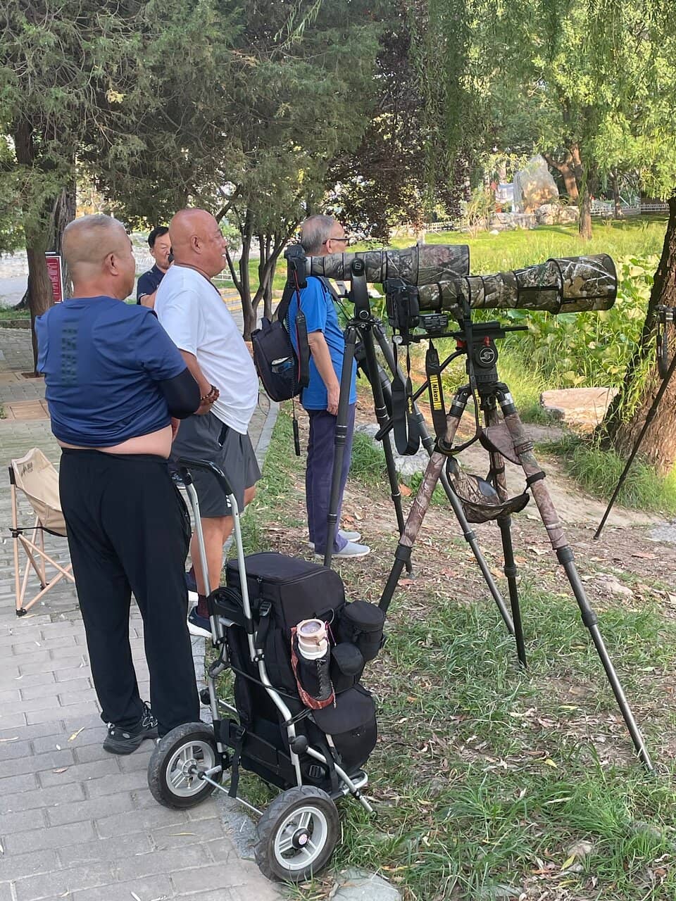 Cherry Blossom Garden