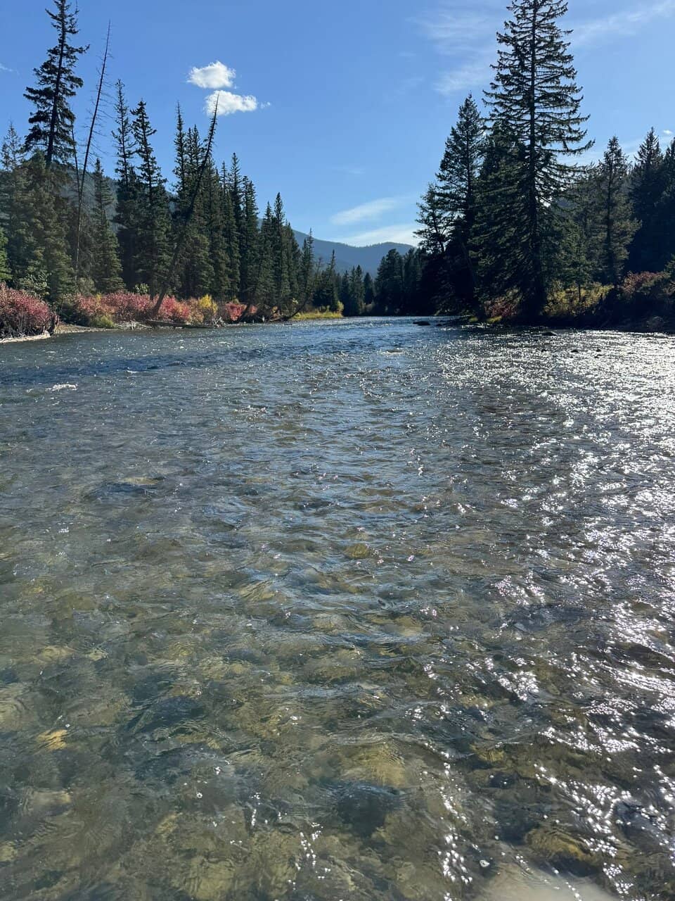 Guided Fly Fishing Trips