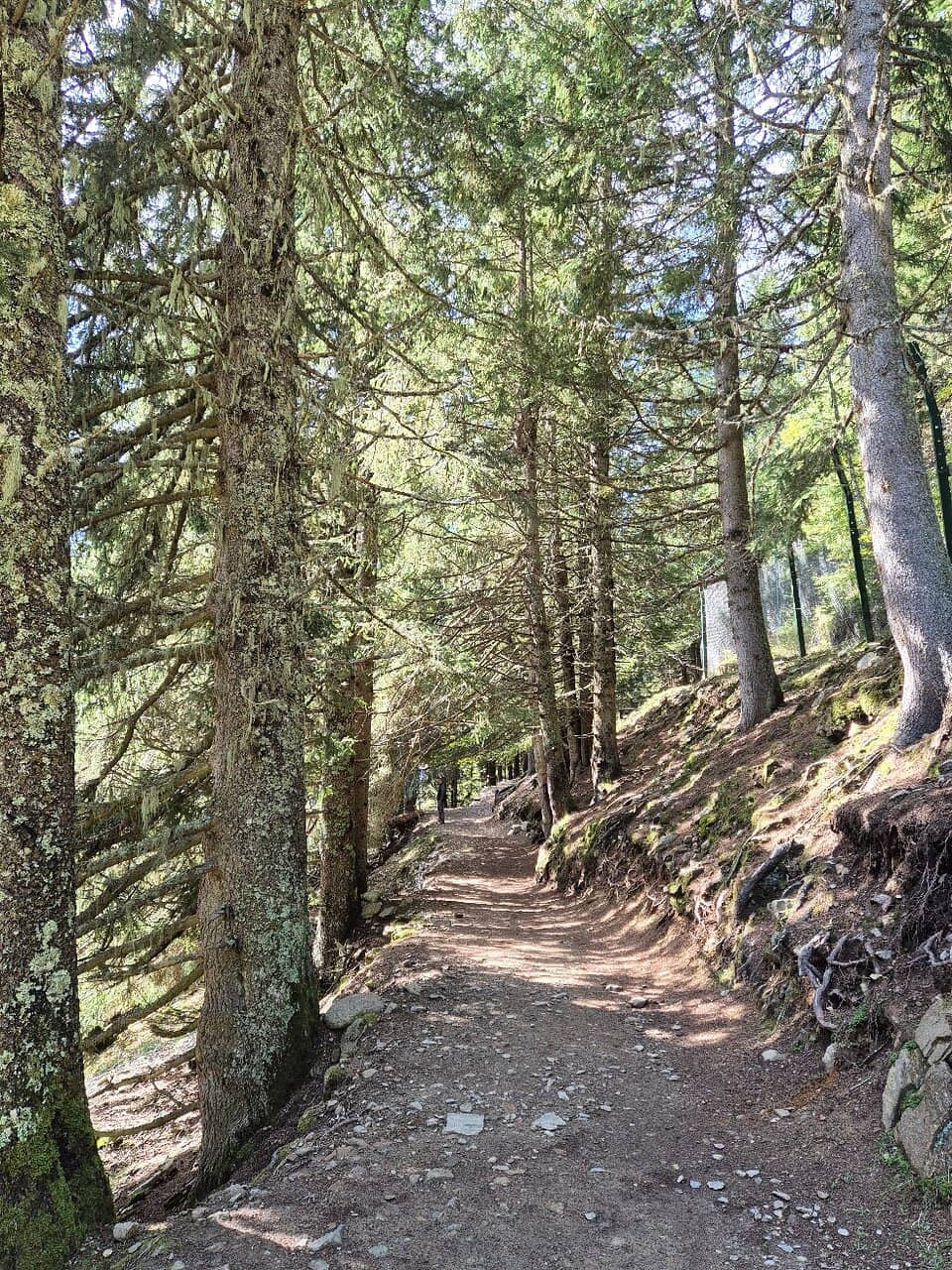 Free-Roaming Wildlife