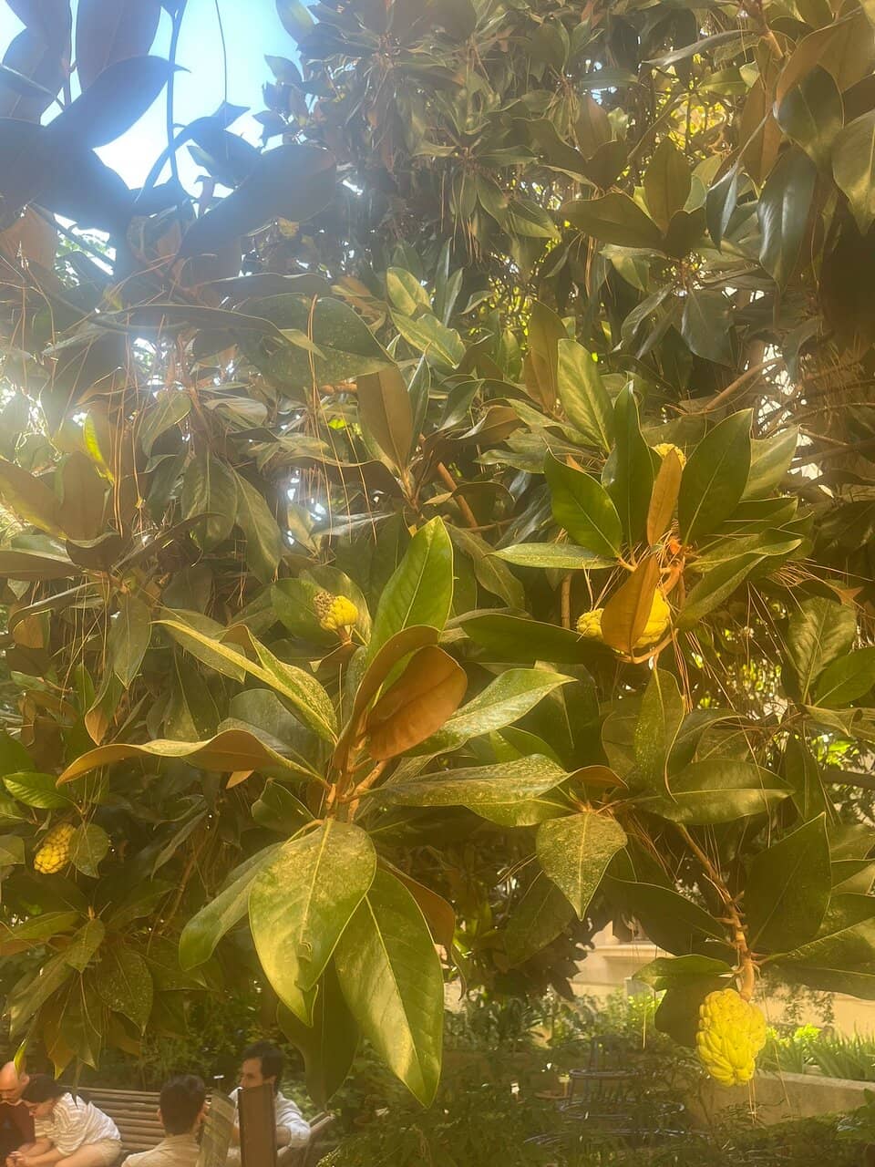 Magnificent Ginkgo Tree