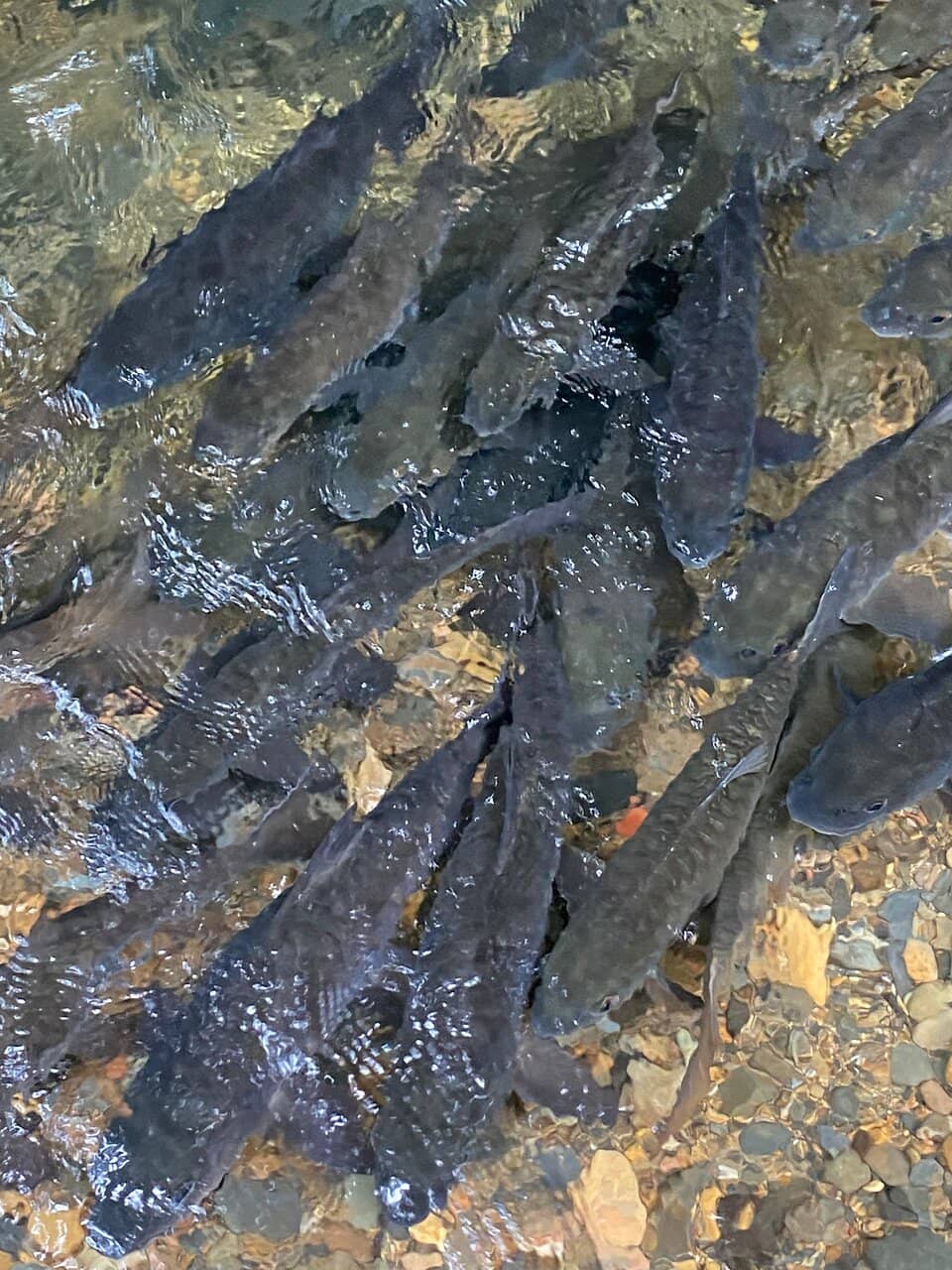 Nature Trails & Wildlife