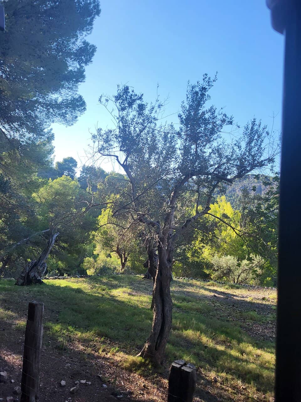 Views of Orange Groves and Mountains
