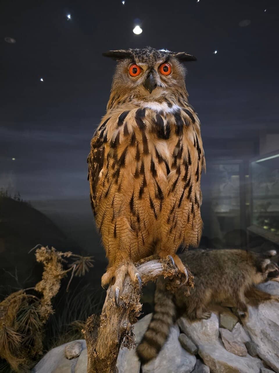 Truffle Hunt Experience