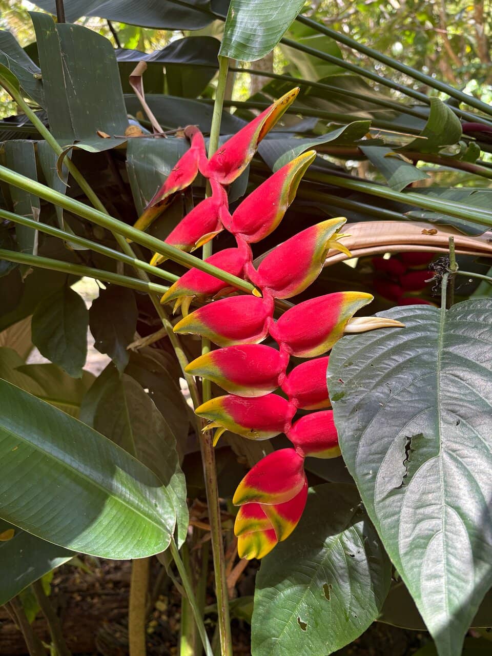 Rainforest Walking Trails