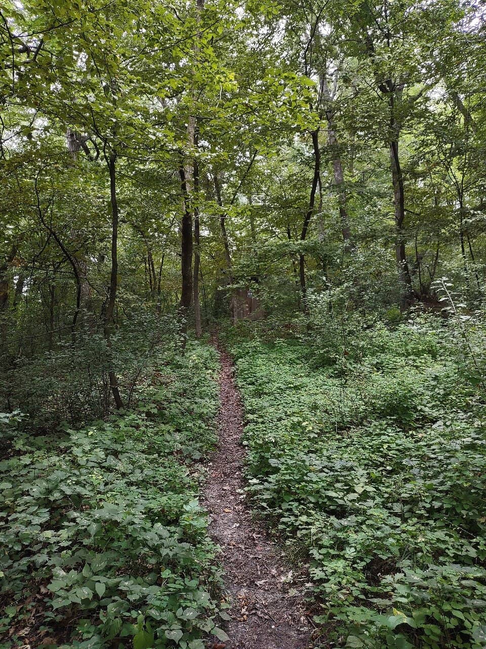 Bird Watching Platform
