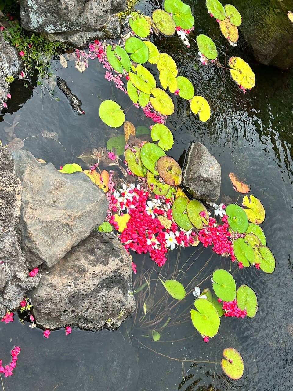 Chameleon Encounters