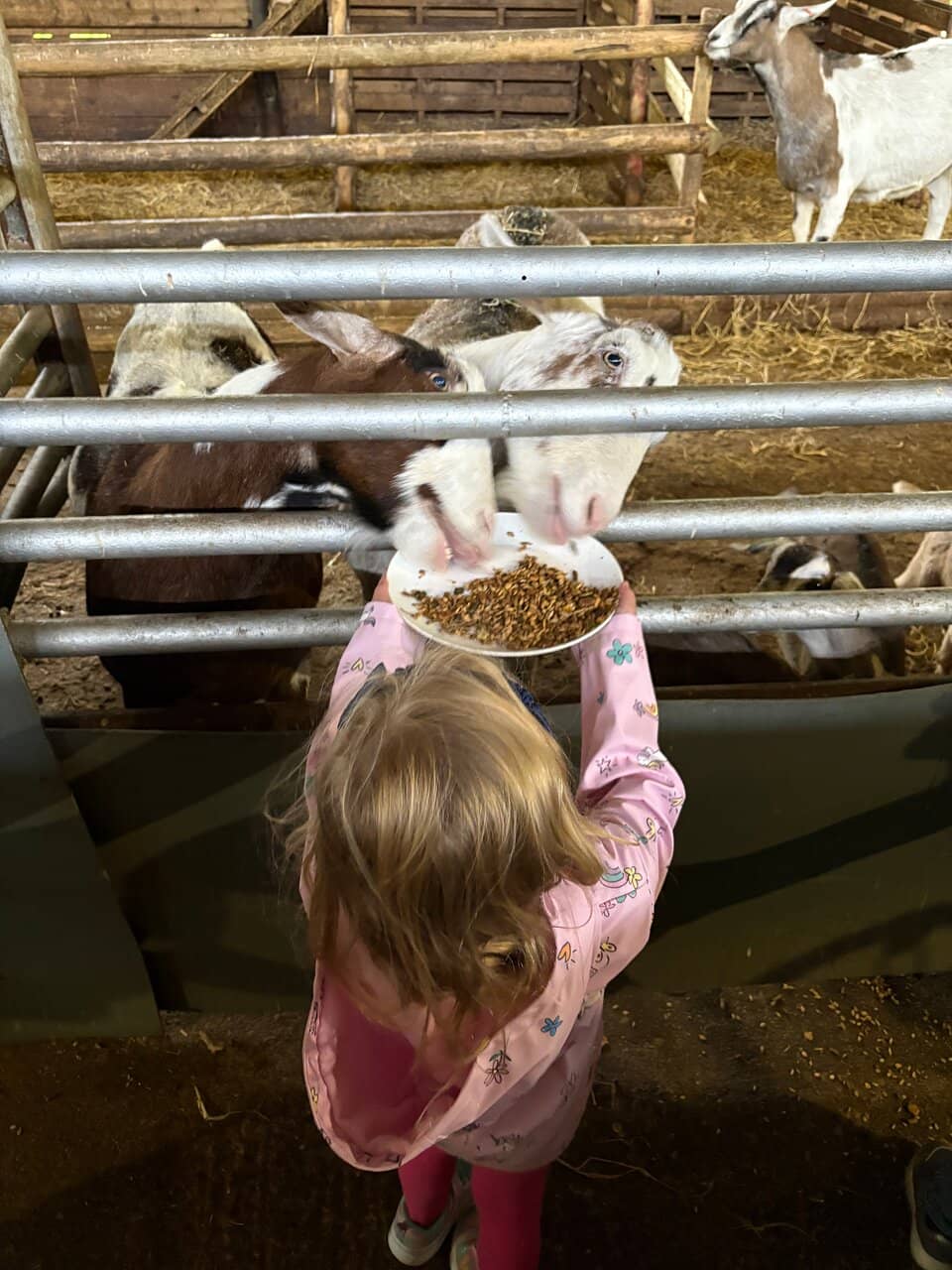 Bottle-Feed Baby Animals