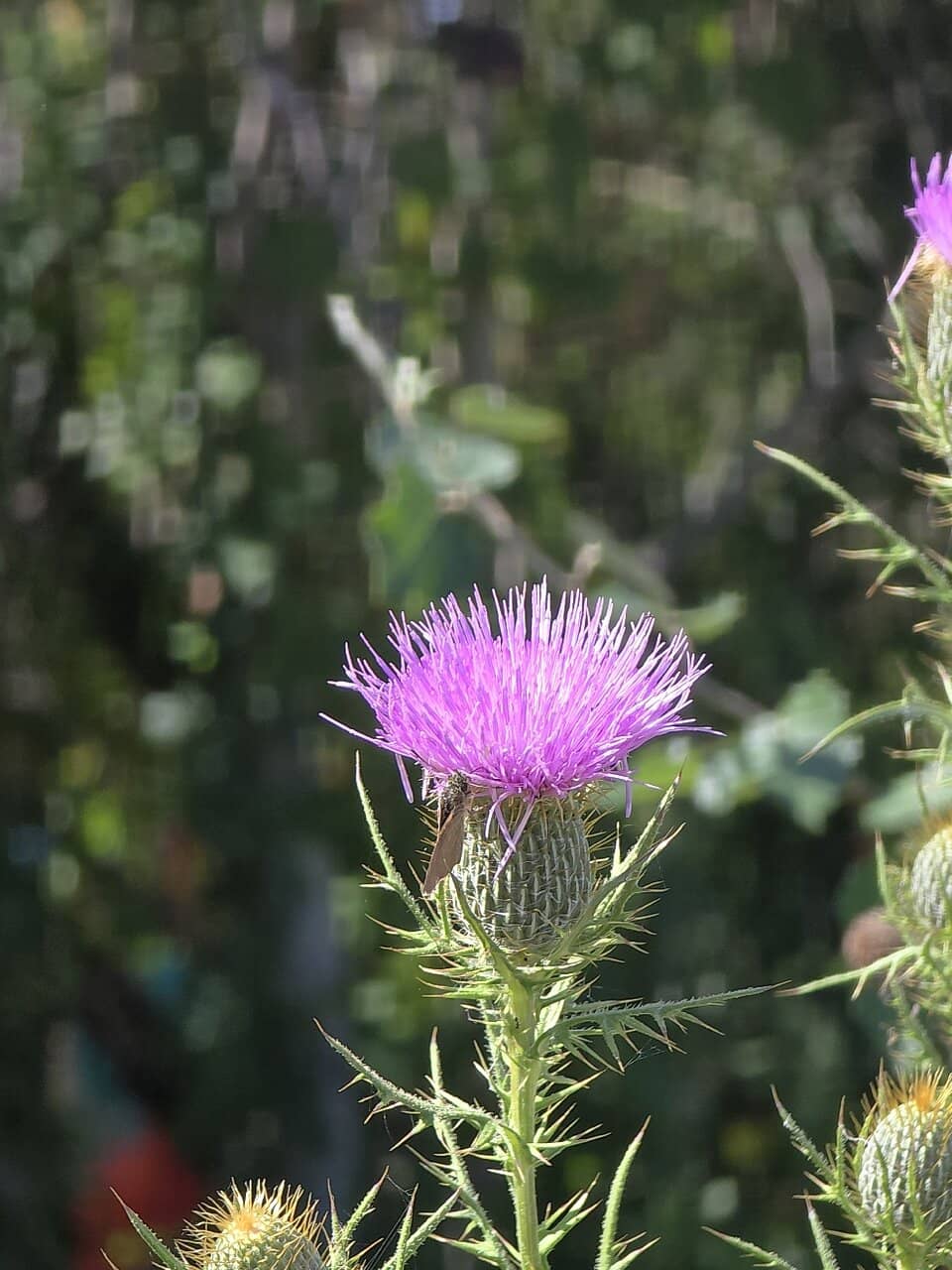 Monarch Butterfly Art Installations