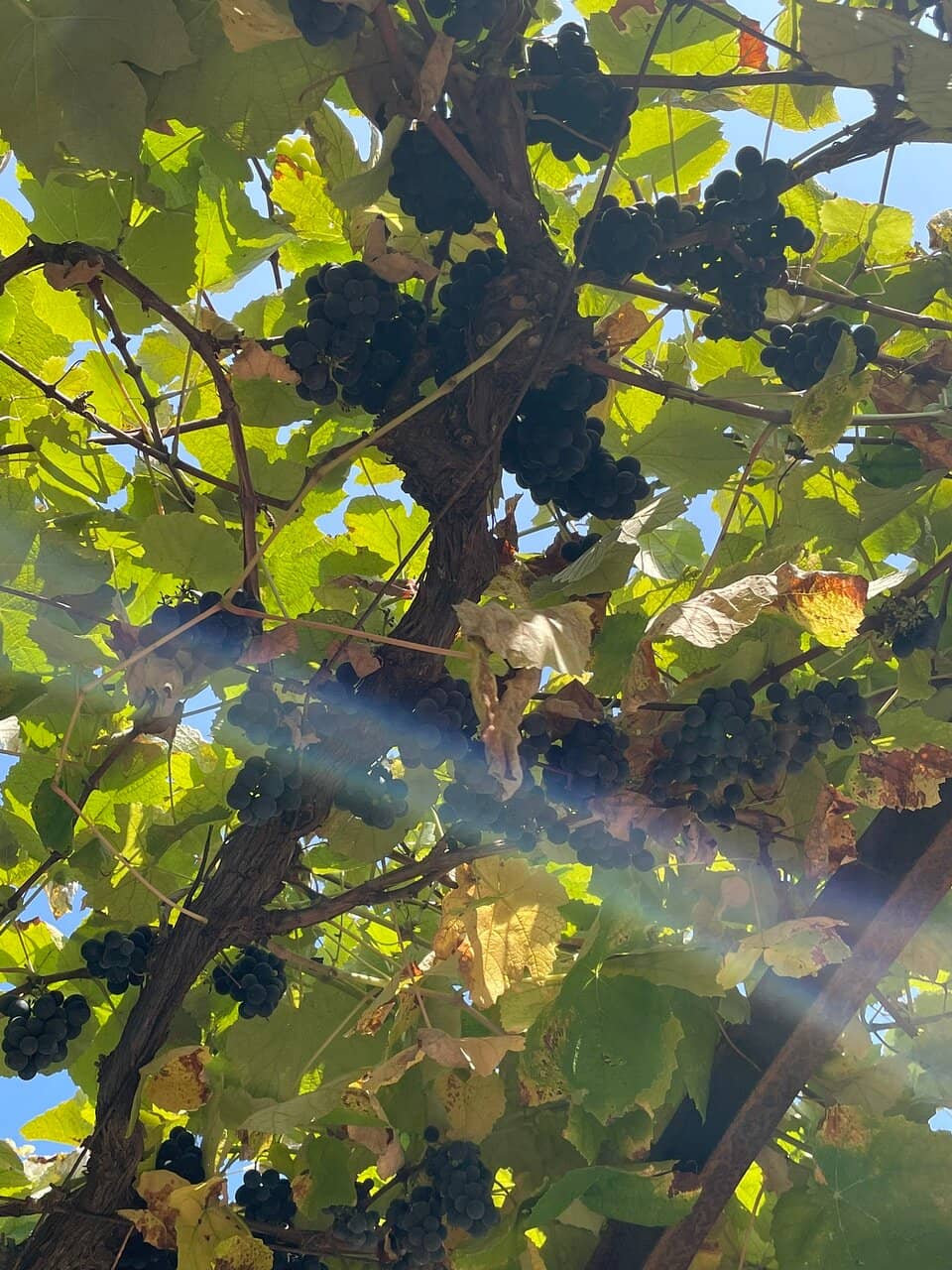 Vertical photo