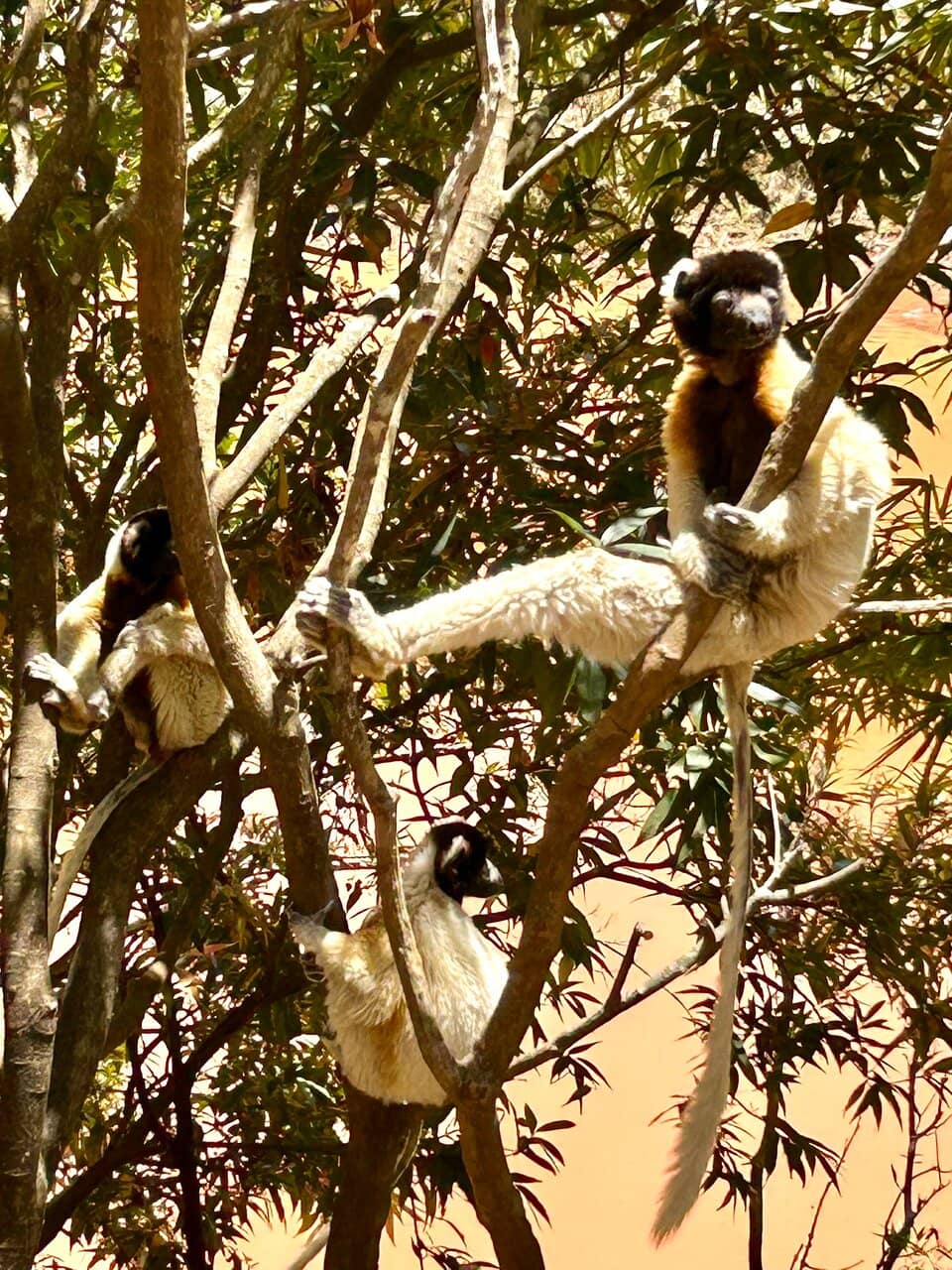 Botanical Garden Setting