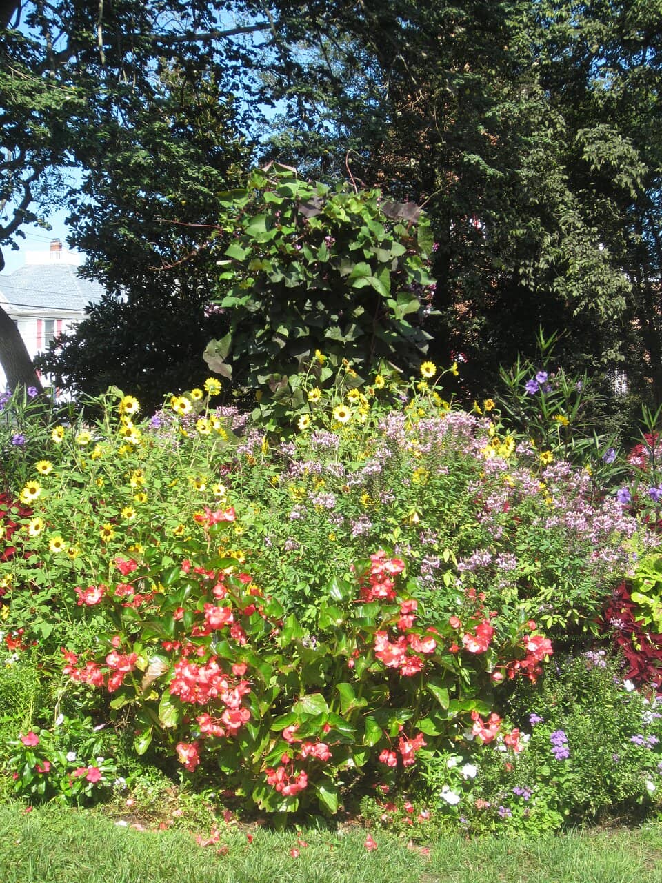 The Mysterious Merman