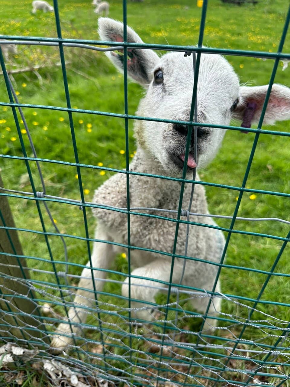 Adventure Park & Soft Play