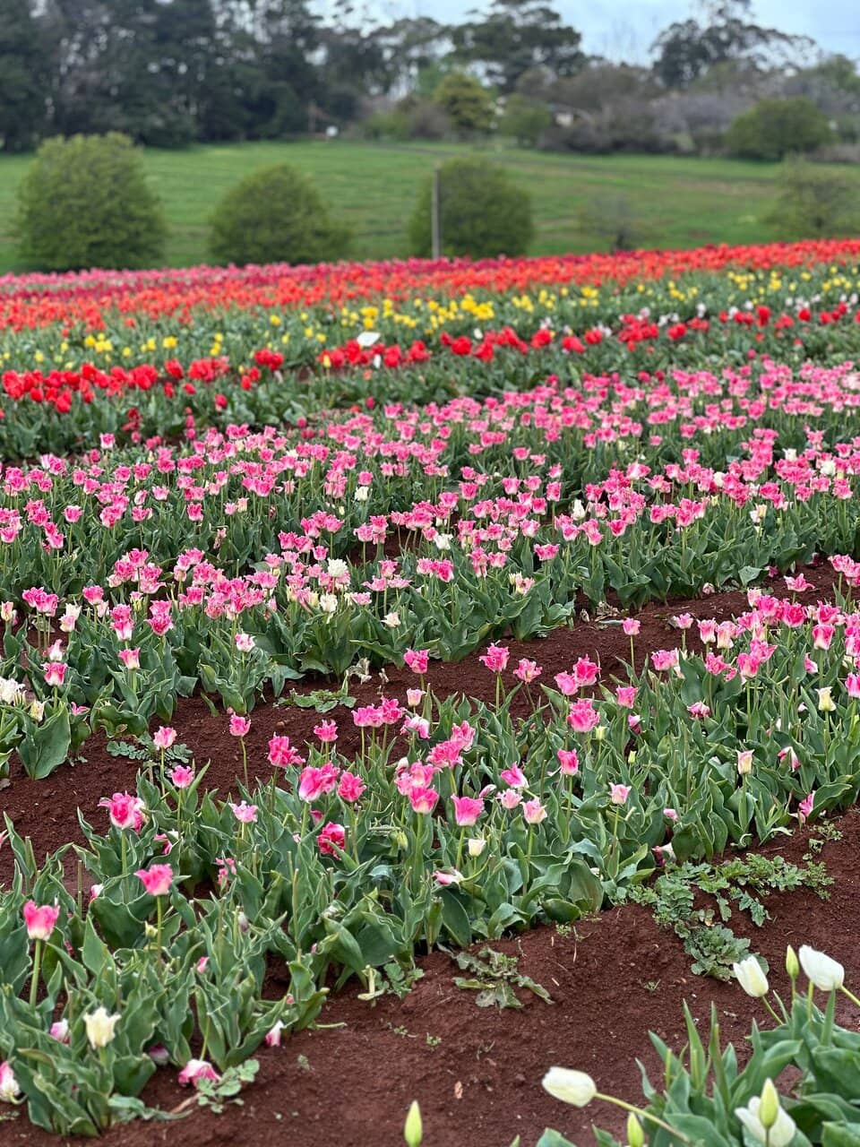 Summer Nights at The Patch