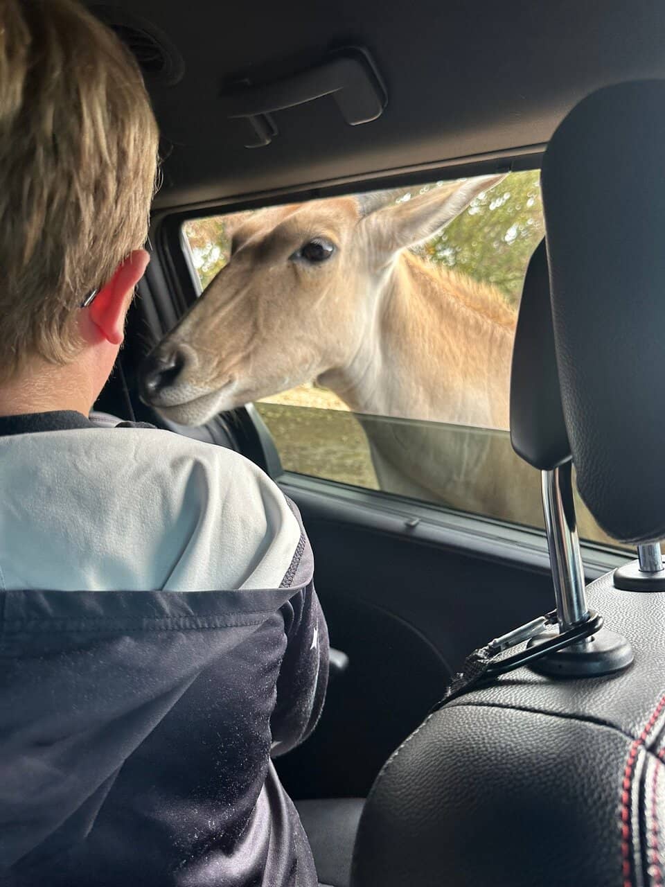 Interactive Petting Zoo