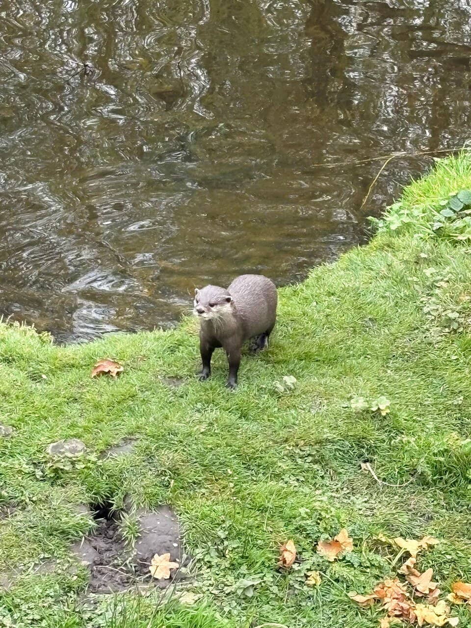 Red Panda Experience