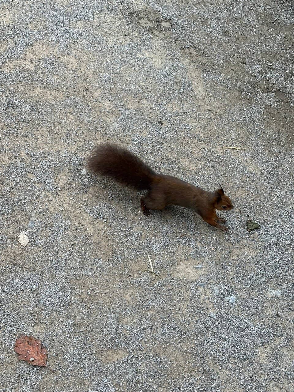 Interactive Lemur & Meerkat Encounters