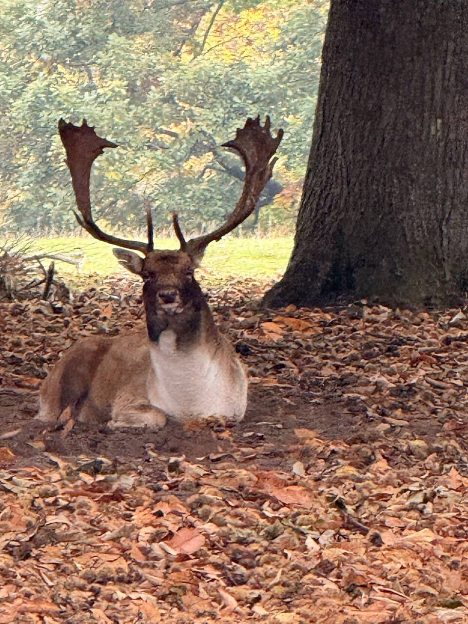 Ascend the Tower House