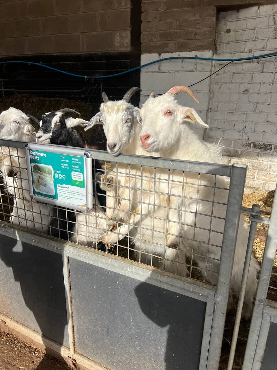 Produce Shop & Craft Outlets