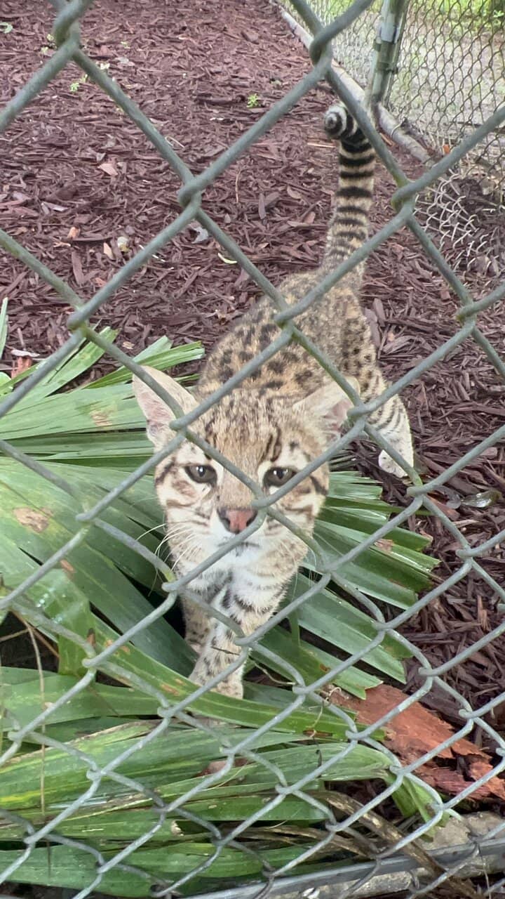 Unique Animal Encounters