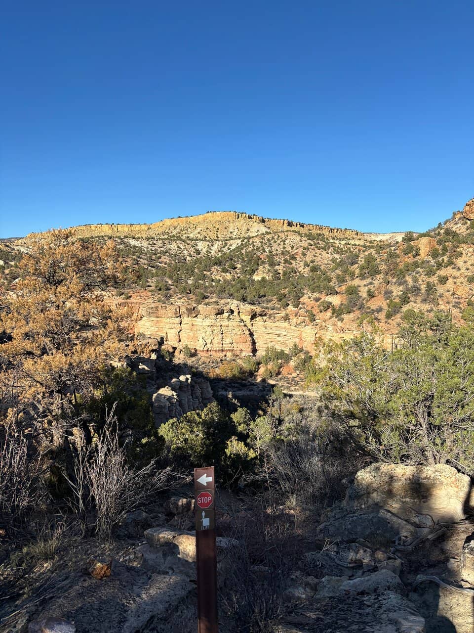 Petrified Wood Exhibits
