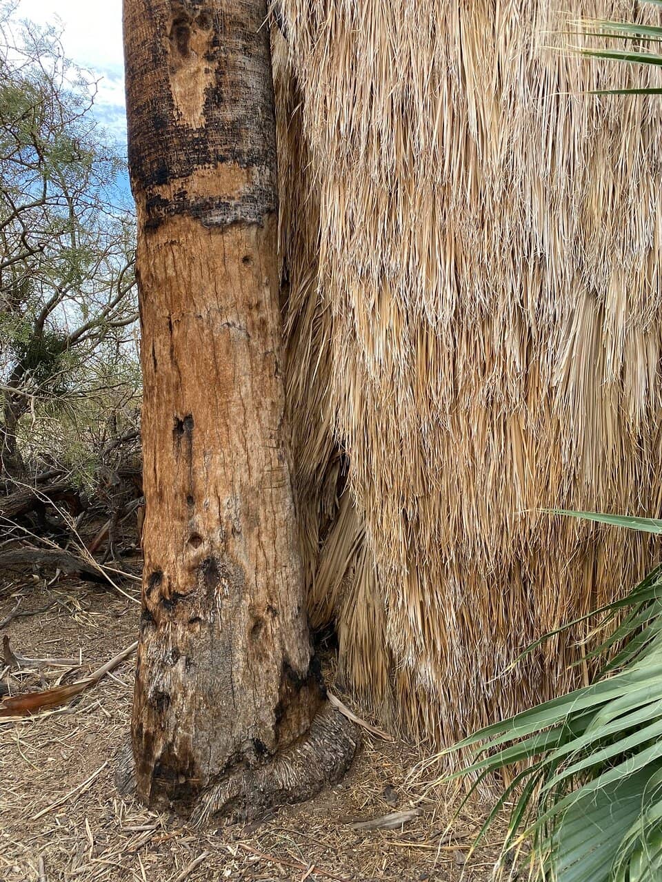 Joshua Tree National Park Oasis of Mara Visitor Center